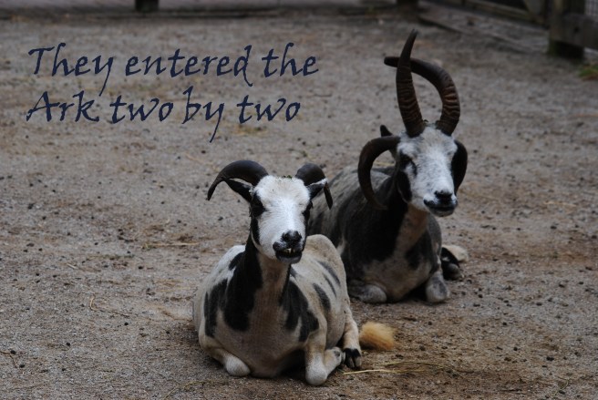 noah animals